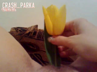 tulipanek