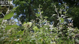InShot_20190710_090253650.mp4