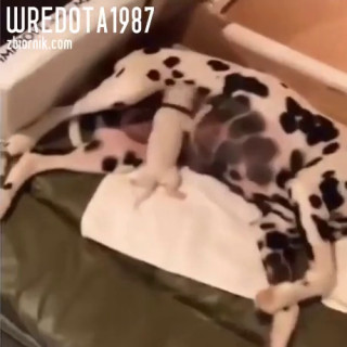 Na srogim kacu tak czasami bywa – Demotywatory.pl.mp4