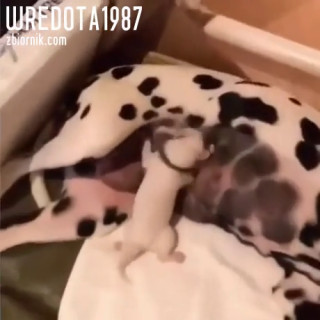 Na srogim kacu tak czasami bywa – Demotywatory.pl.mp4