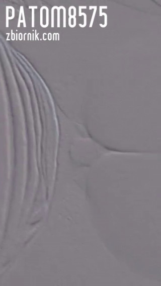Video_20200529_125020.mp4