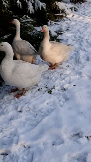 received_4682452868509172.mp4