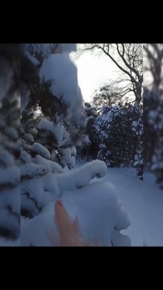 InShot_20231128_091748398.mp4